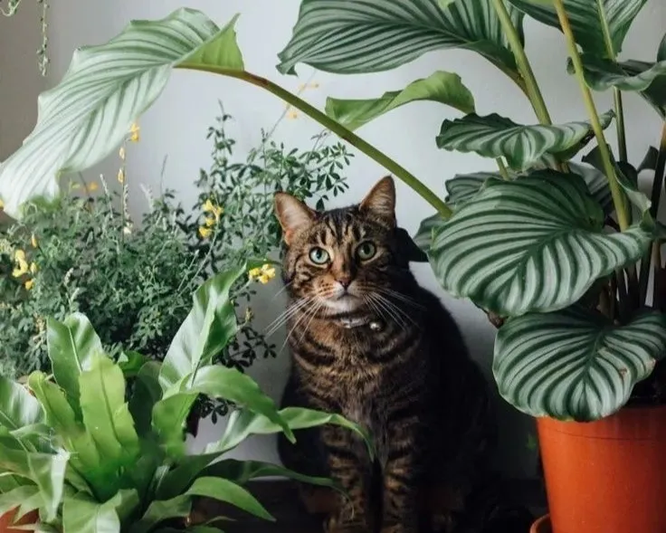 Calathea & Pets Safety