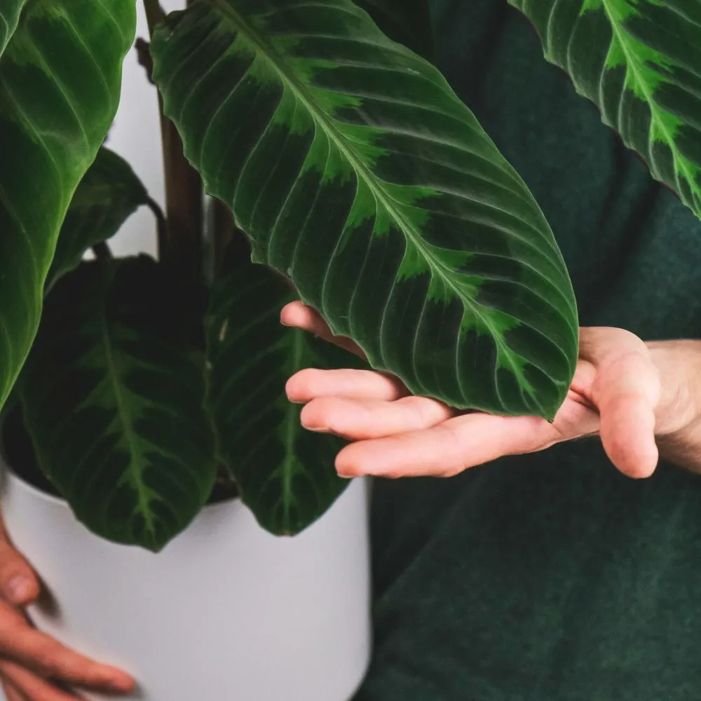 Calathea Plant Care & Varieties Made Simple calatheaplant.com (2)