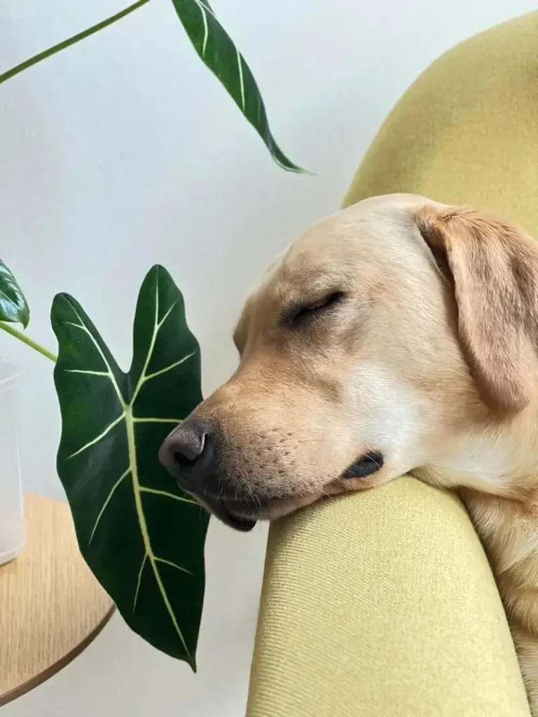 Are Calathea Plants Toxic to Dogs? What Pet Owners Need to Know 3 Are Calathea Plants Toxic to Dogs What Pet Owners Need to Know (3)