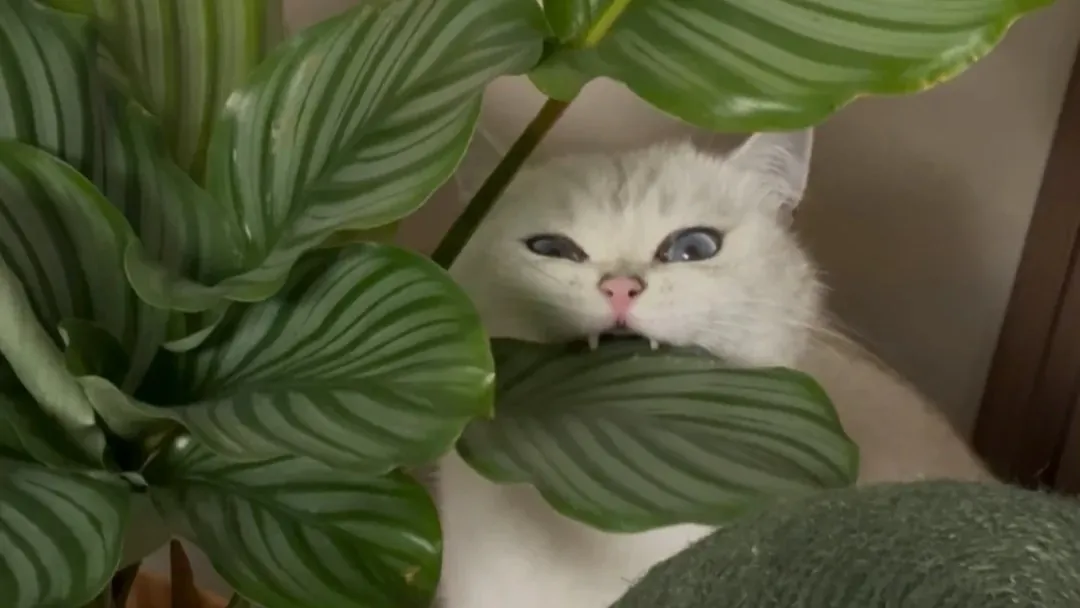 Are Calathea Plants Toxic to Cats Complete Safety Guide