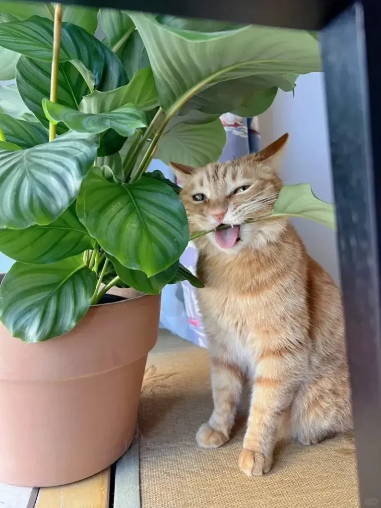 Are Calathea Plants Toxic to Cats? Complete Pet Safety Guide (2025)