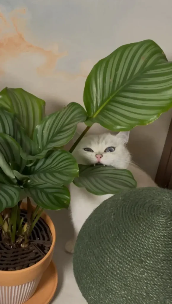 Are Calathea Plants Toxic to Cats? Complete Pet Safety Guide (2025)