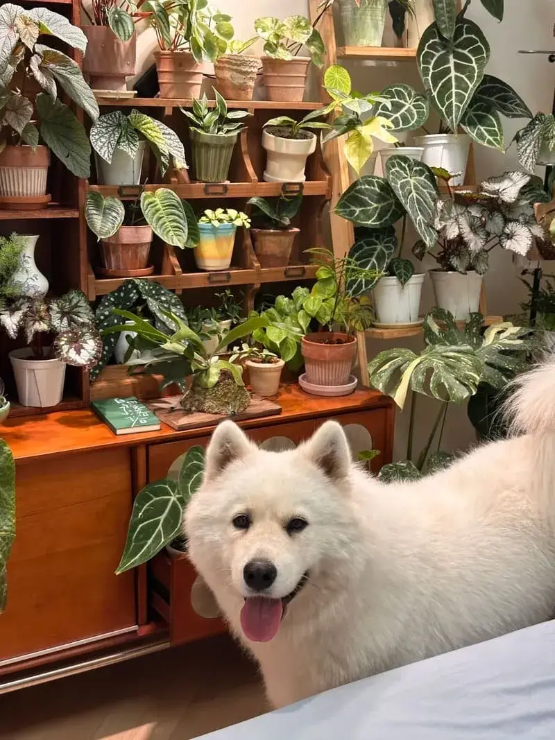 Are Calathea Plants Toxic to Dogs What Pet Owners Need to Know (3)