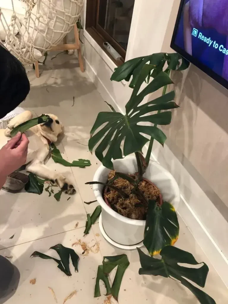 Are Calathea Plants Toxic to Dogs? Safe Plant Care Guide for Pet Owners  (2025)