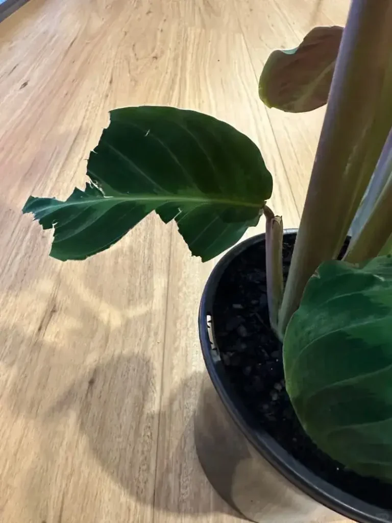 calathea kokoserde Calathea & Maranta-Erde kaufen? ✓ Schnell versandt – Sybotanica main image 1