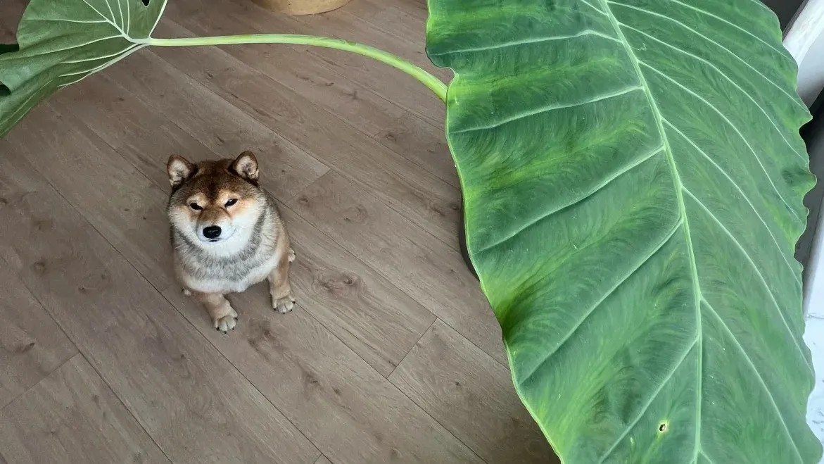 Are Calathea Plants Toxic to Dogs What Pet Owners Need to Know