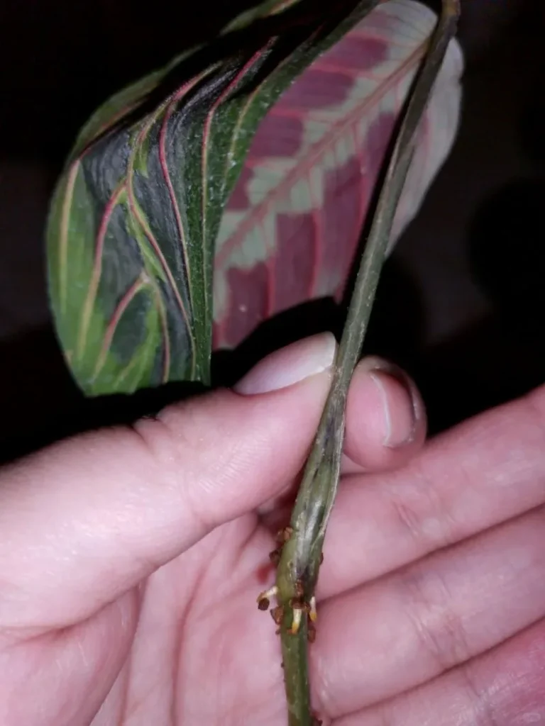Calathea propagation attempt with a node at the base (experimental method)