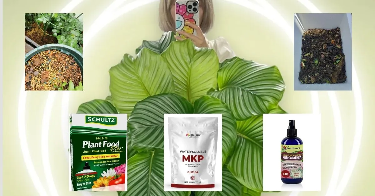 Best Fertilizer for Calathea: Feeding Tips for Vibrant Leaves