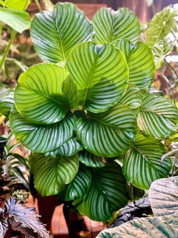 Best fertilizer for Calathea used gently indoors