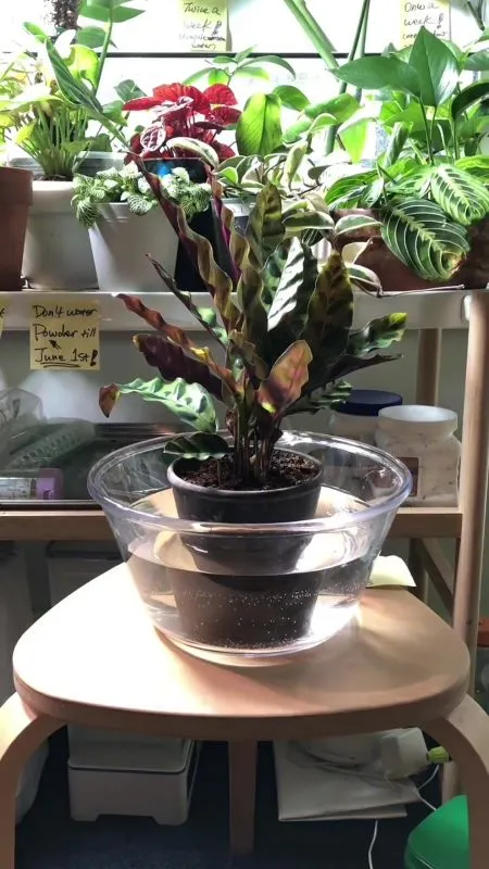 Bottom Watering (Soak Method) caLAthea