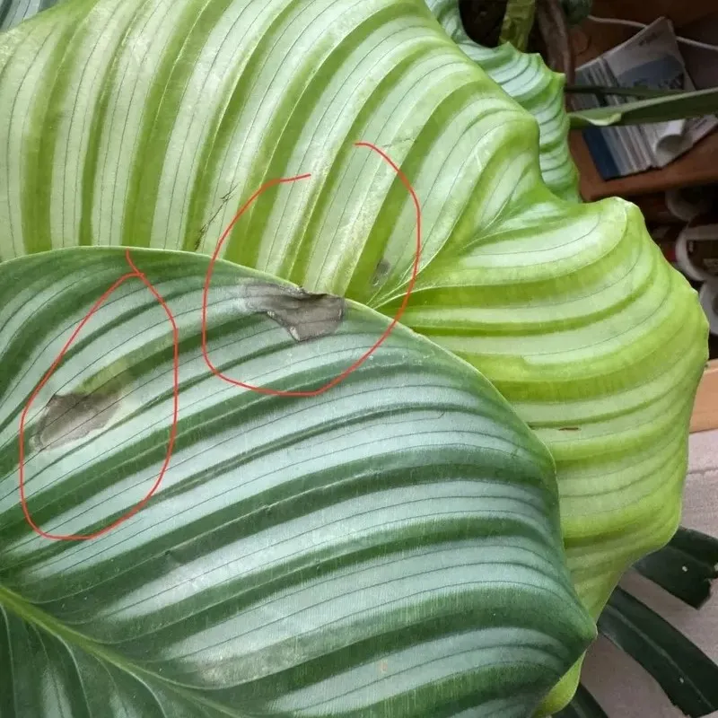 efeutute pearls and jade Epipremnum 'Pearls & Jade' Pothos for Lush Indoor Spaces – Wasson Nursery