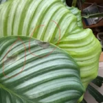 Brown, crispy patches that appear suddenly and stay localized