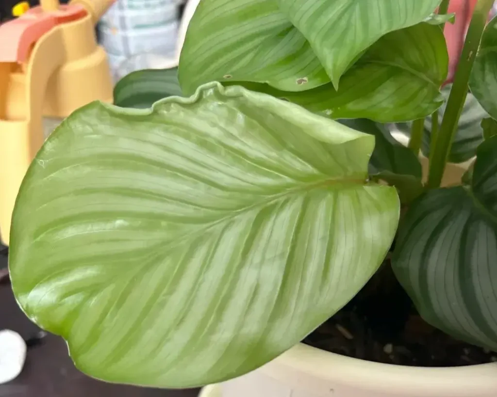 Pale, faded leaves like this often signal a nutrient deficiency.
