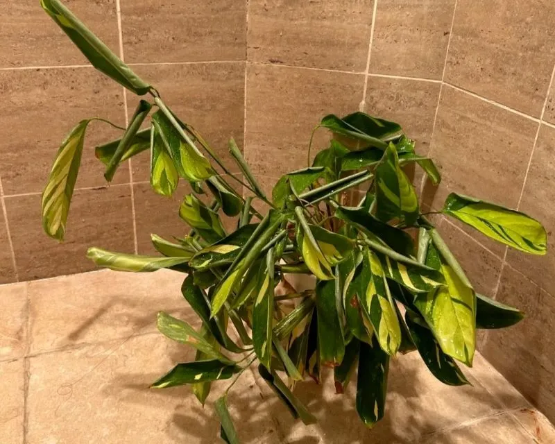 Calathea Leaves Curling or Drooping