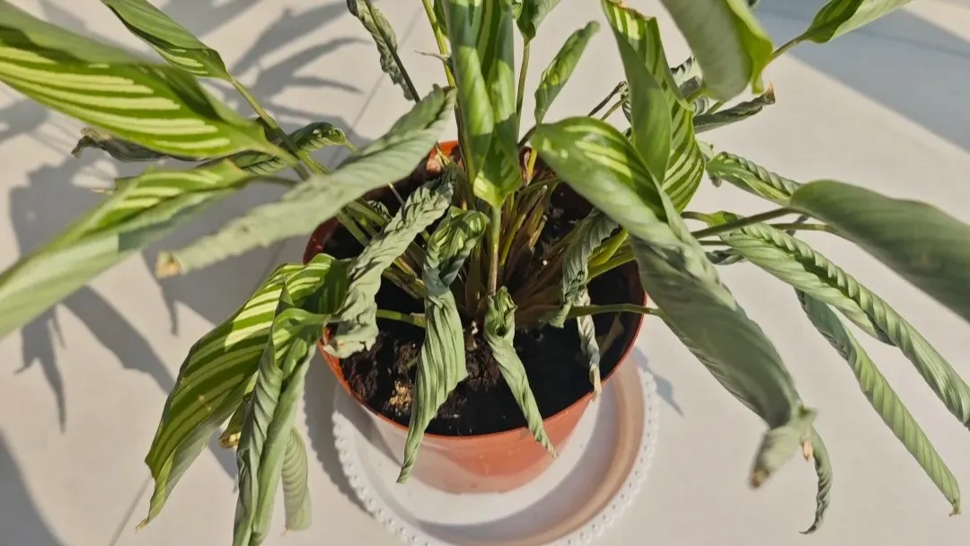 Calathea Leaves Curling or Drooping Common Watering Mistakes Explained