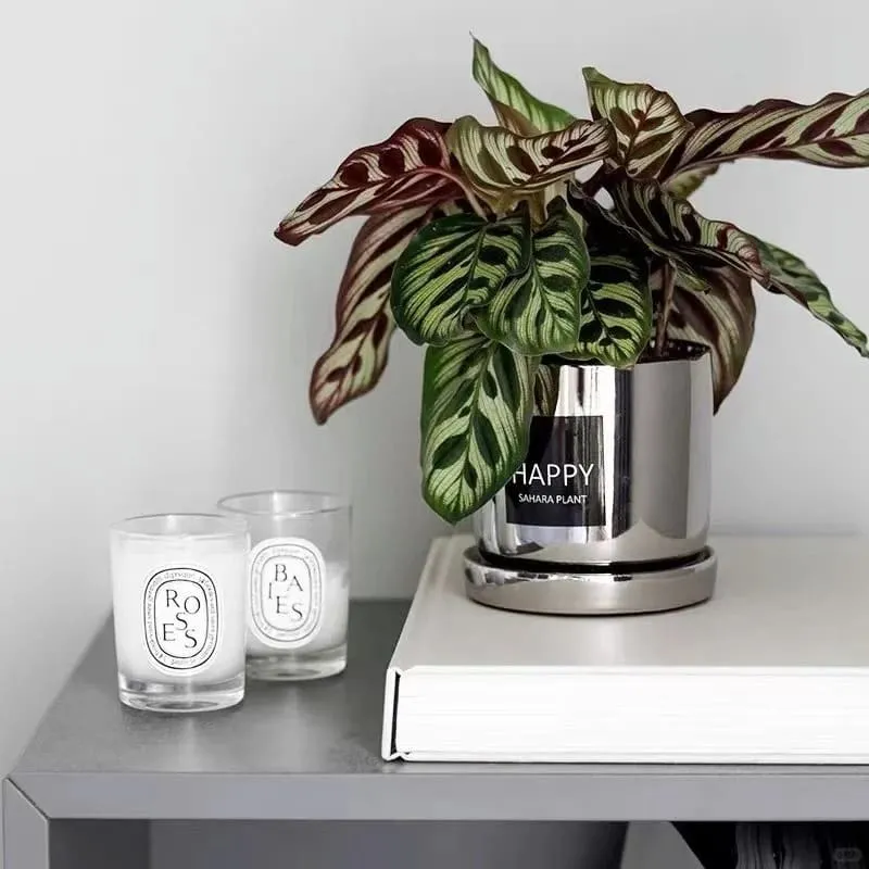 Calathea Makoyana (Peacock Plant)