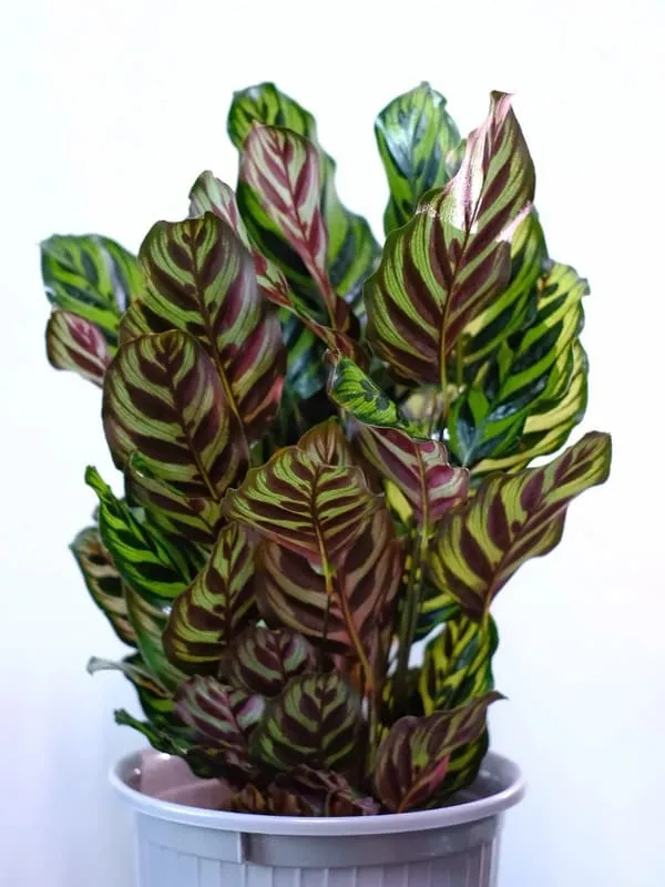 Calathea Makoyana (Peacock Plant)