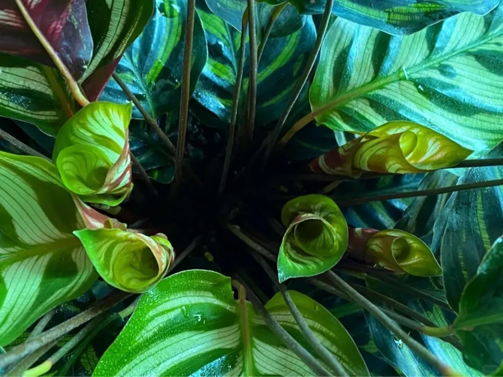 Calathea Makoyana (Peacock Plant)