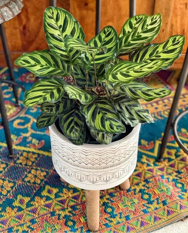 Calathea Makoyana (Peacock Plant)