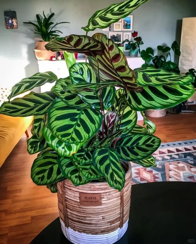 Calathea Makoyana (Peacock Plant)