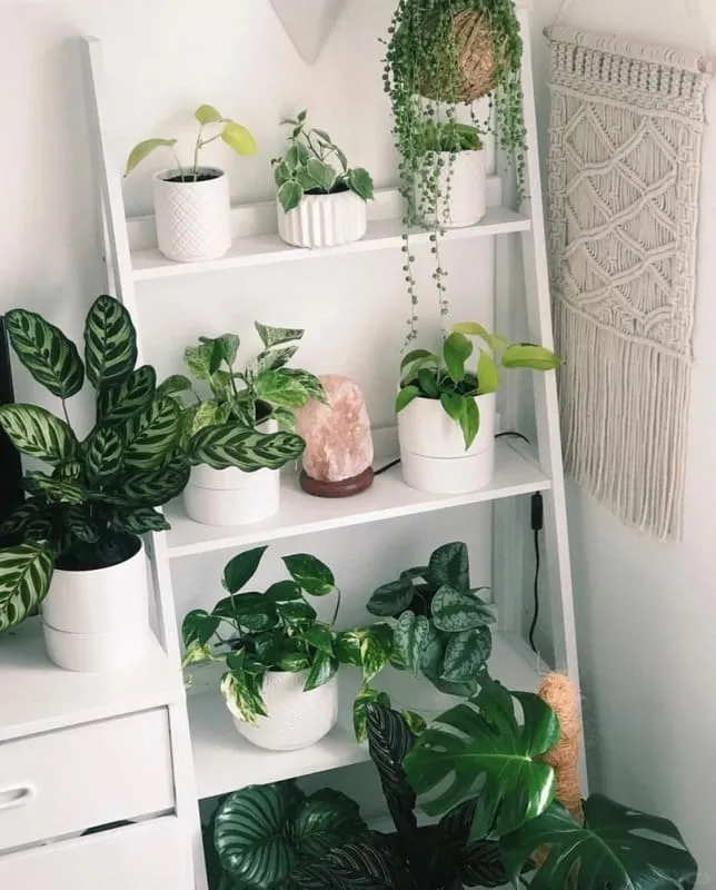 Calathea Makoyana (Peacock Plant)
