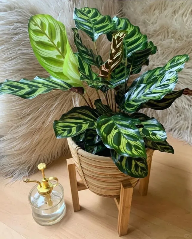 Calathea Makoyana (Peacock Plant)