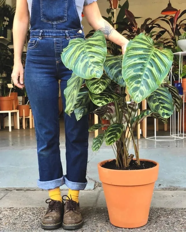 Calathea Makoyana (Peacock Plant)