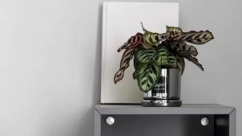 Calathea Makoyana (Peacock Plant) Complete Guide