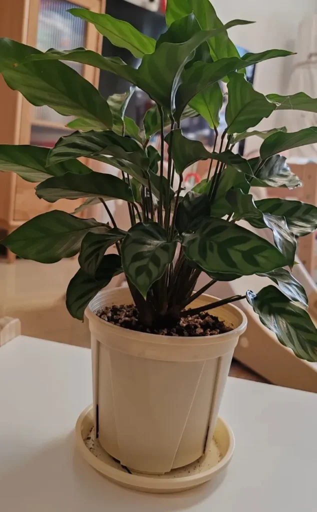 Calathea with no new leaves for weeks but firm, healthy foliage