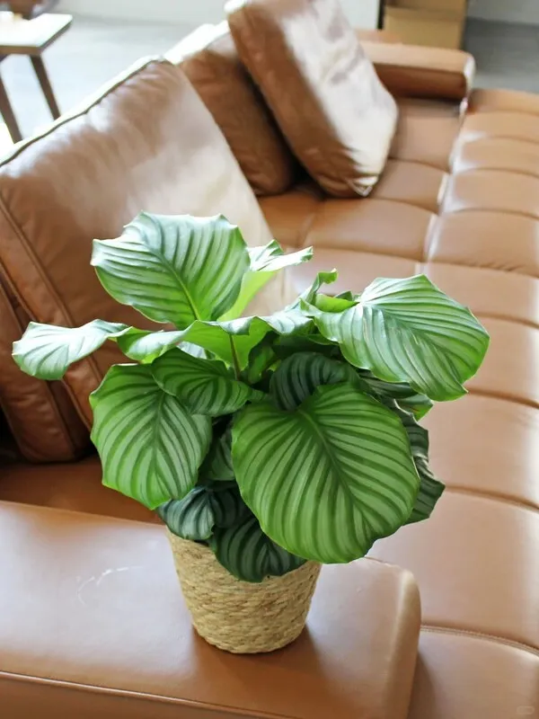 Calathea Orbifolia (9)