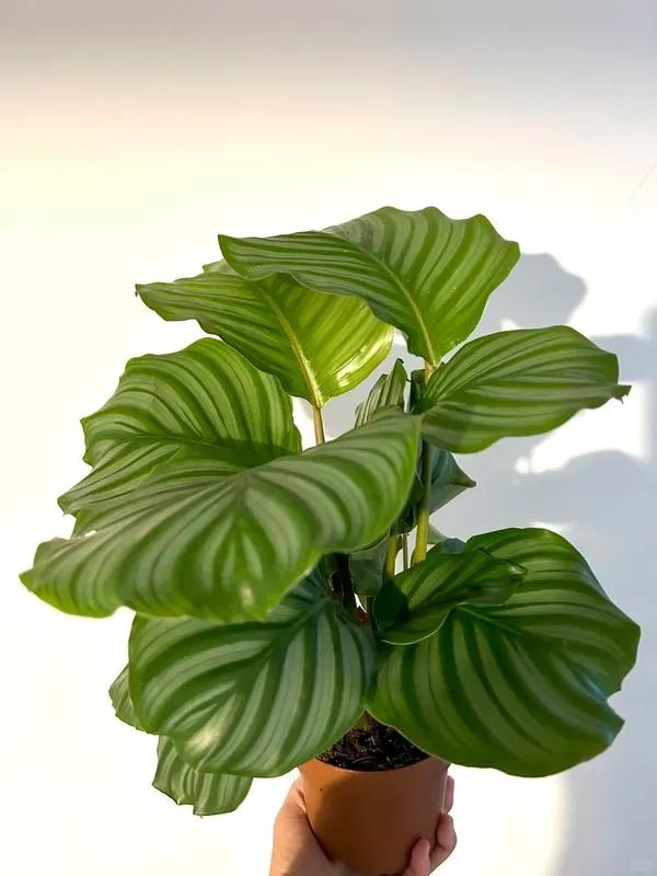 Calathea Orbifolia (9)