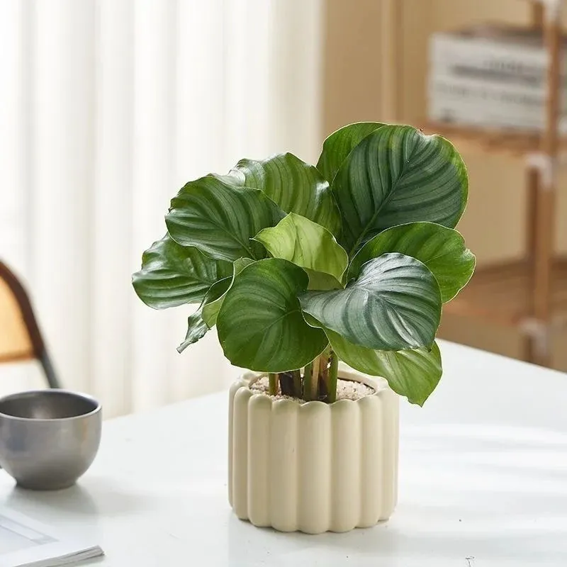 Calathea Orbifolia (9)