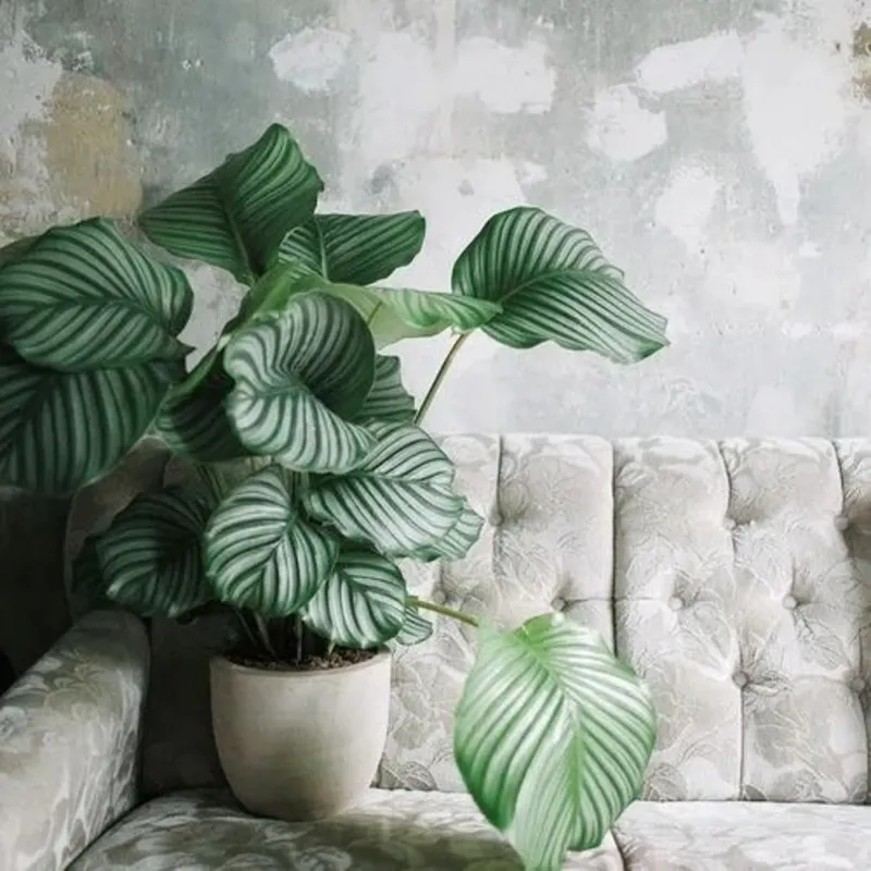 Calathea Orbifolia (9)