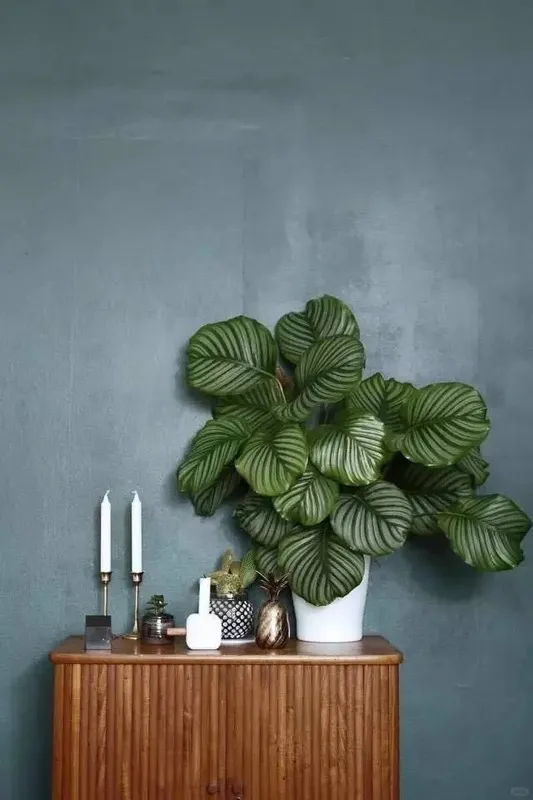 Calathea Orbifolia (9)