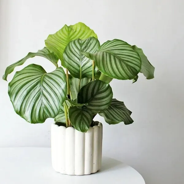 Calathea Orbifolia (9)