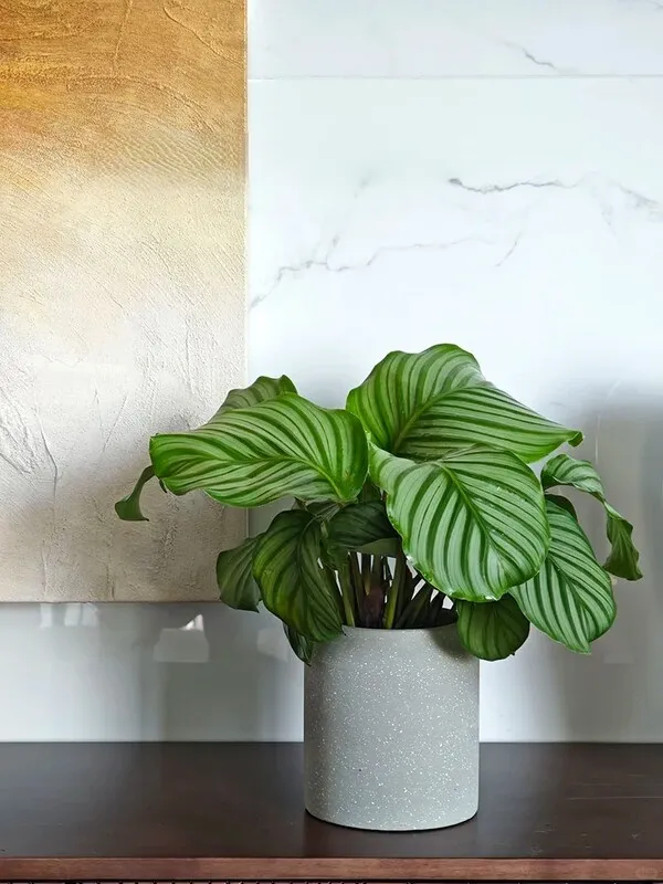 Calathea Orbifolia (9)