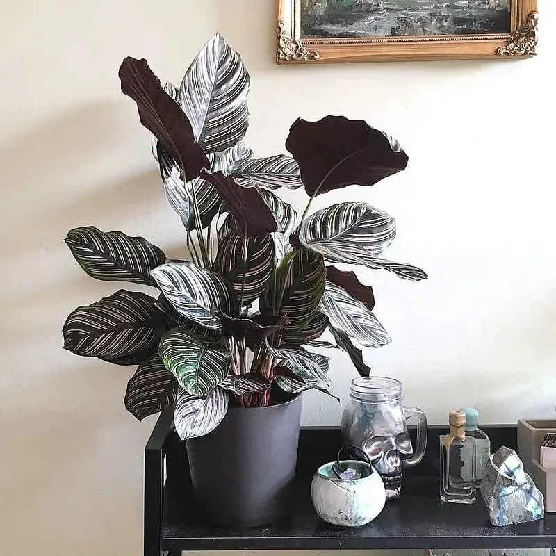 Calathea Ornata (Pinstripe Calathea) 