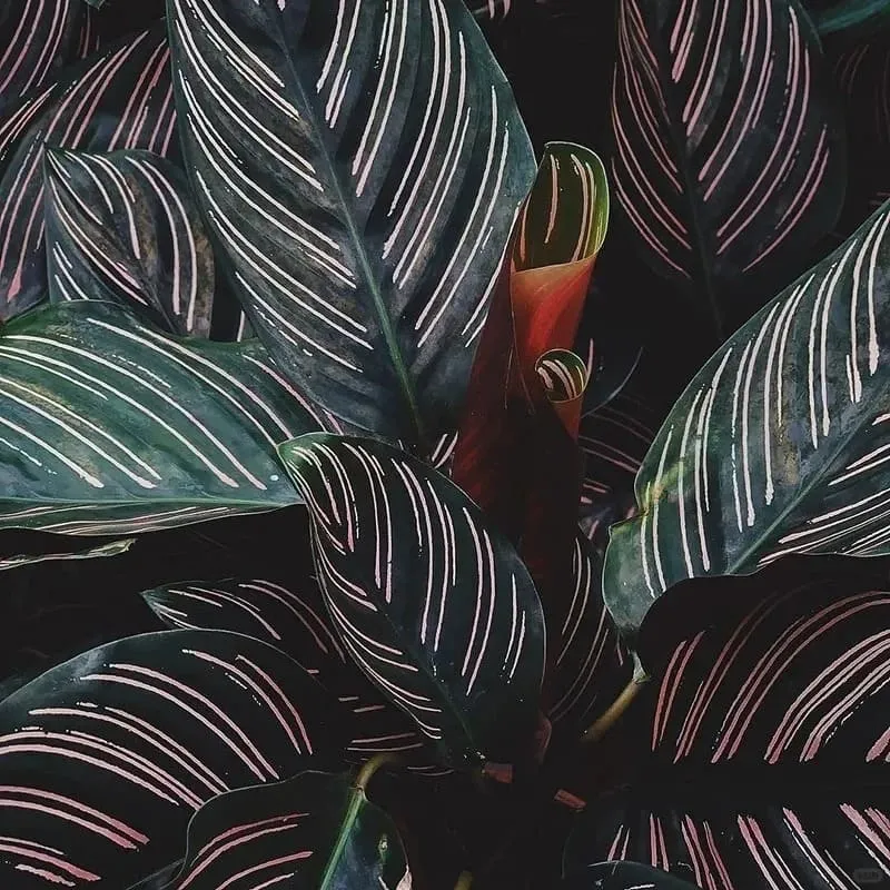 Calathea Ornata (Pinstripe Calathea) 