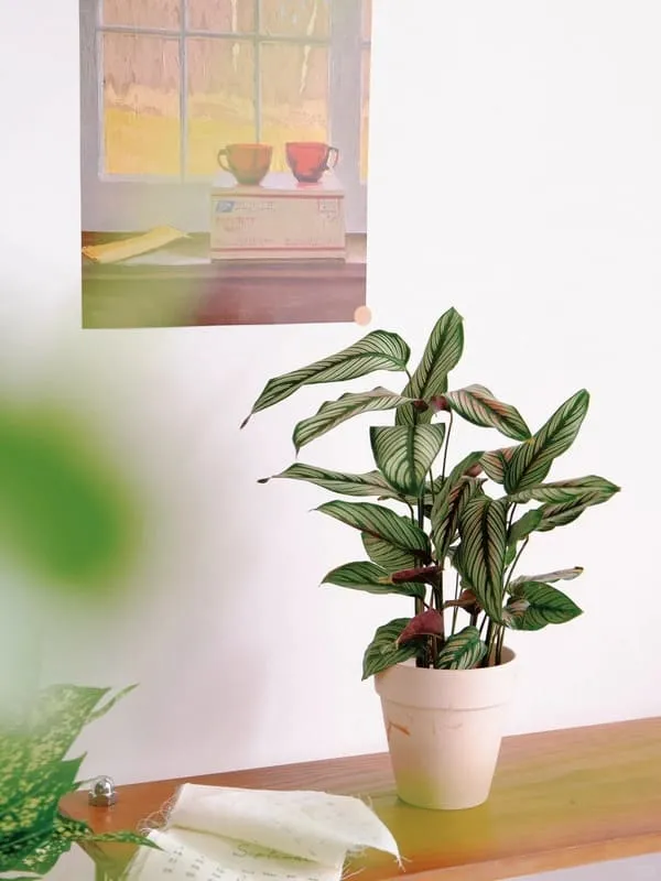 Calathea Ornata (Pinstripe Calathea)