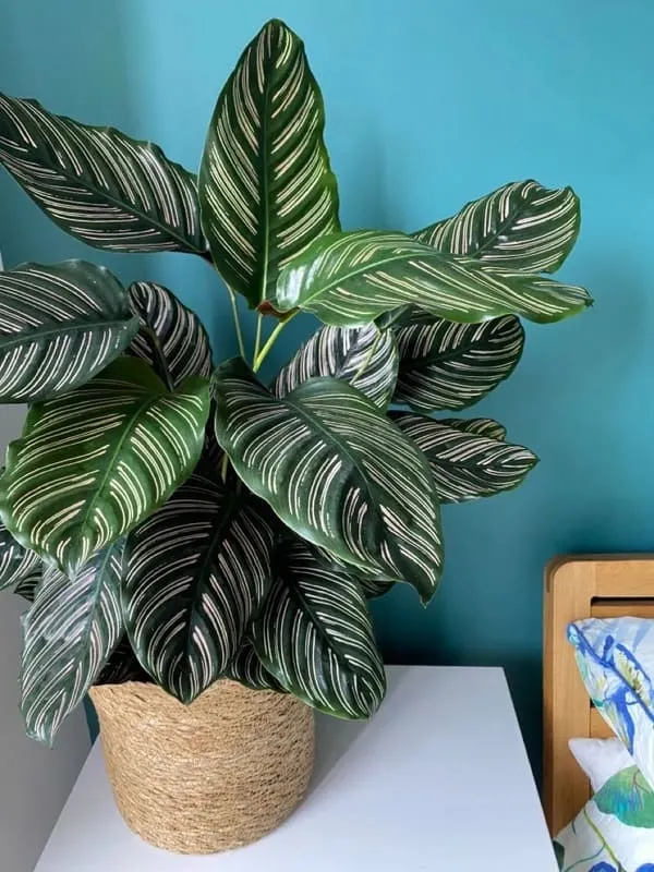Calathea Ornata (Pinstripe Calathea) 