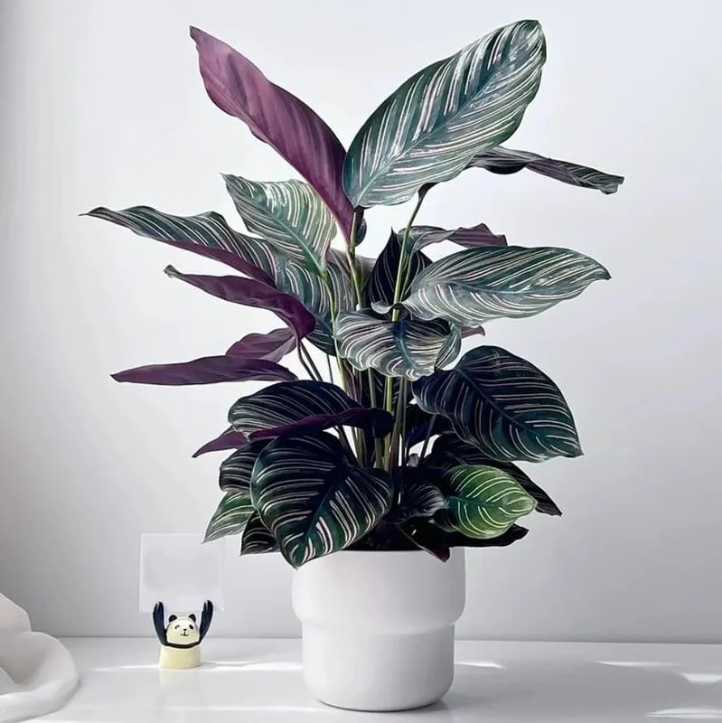 Calathea Ornata (Pinstripe Calathea) 
