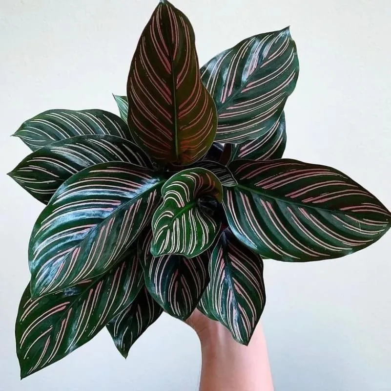 Calathea Ornata (Pinstripe Calathea) 