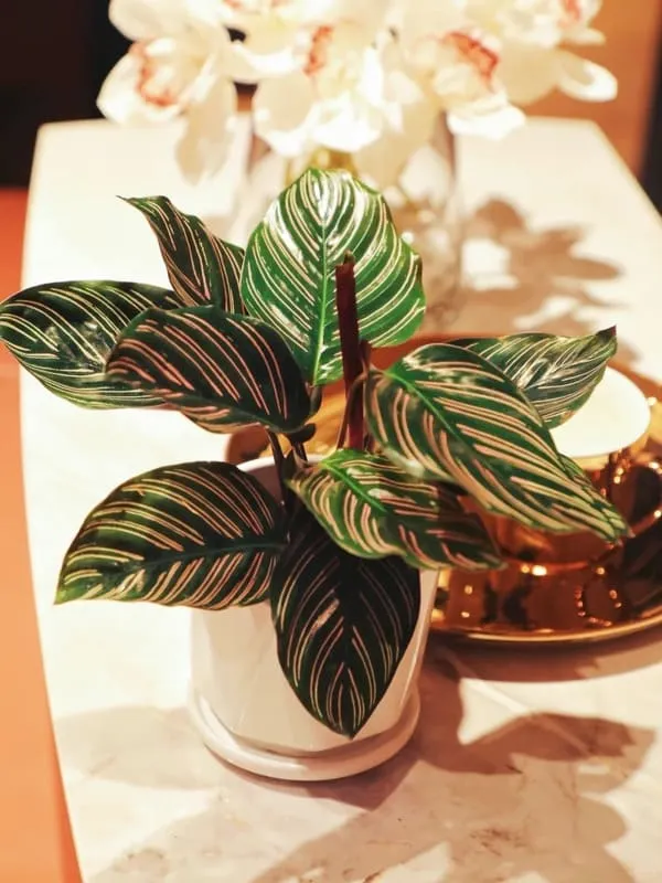 Calathea Ornata (Pinstripe Calathea) 