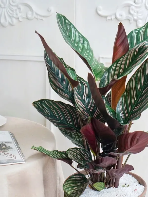 Calathea Ornata (Pinstripe Calathea) 