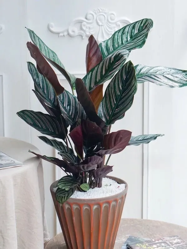 Calathea Ornata (Pinstripe Calathea) 