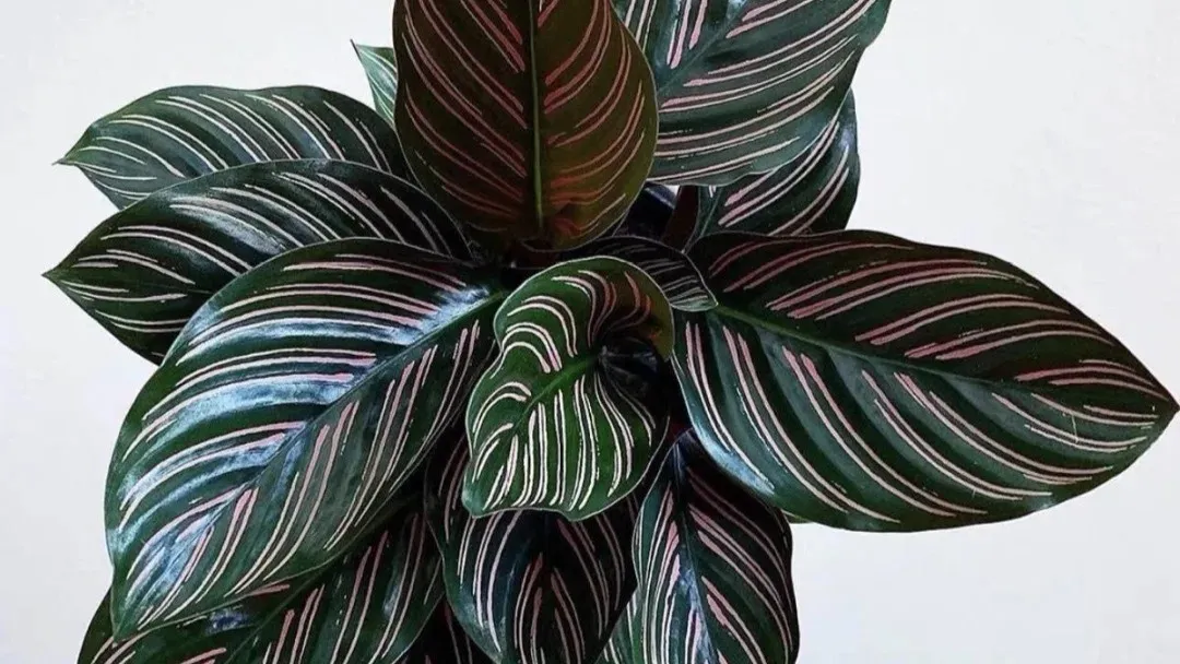Calathea Ornata (Pinstripe Calathea) Care & Tips