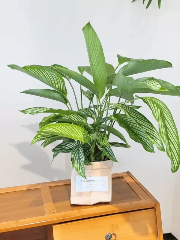 Calathea Ornata (Pinstripe Calathea) 