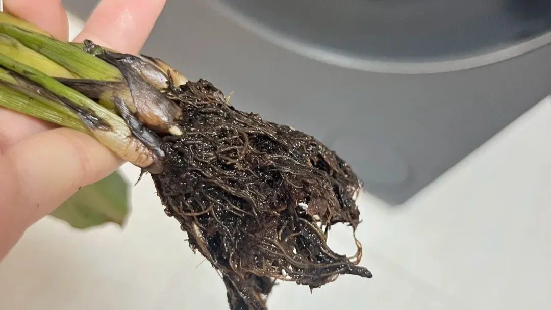 Calathea Root Rot: 5 Early Symptoms & How to Save It Before It’s Too Late