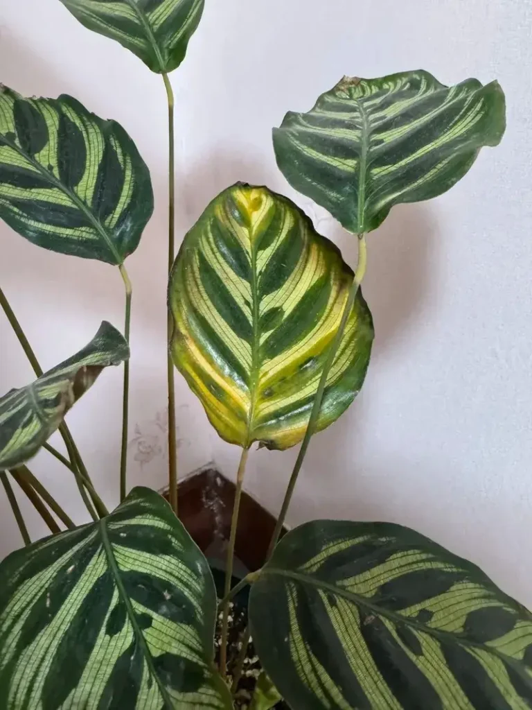 Calathea Root Rot: Symptoms and How to Save It