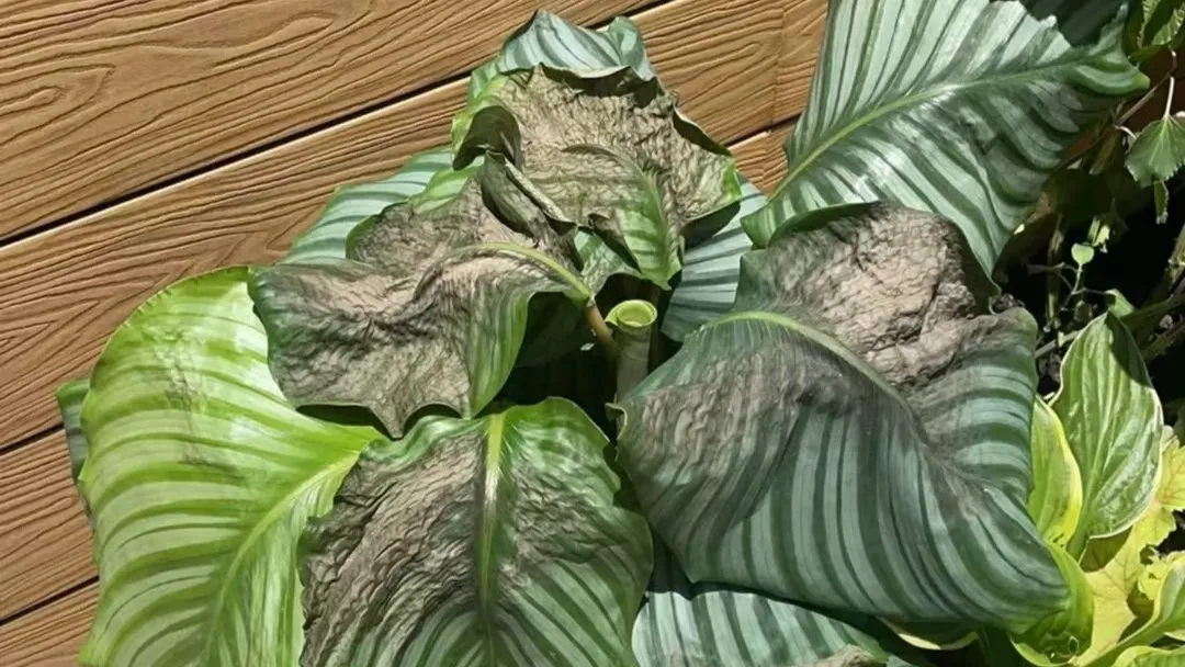 Calathea Sunburn Brown Patches from Light Stress